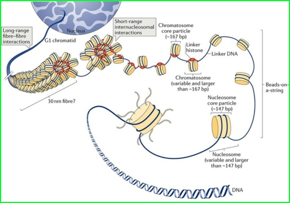 A diagram of the process of human immunodeficiency virus infection.